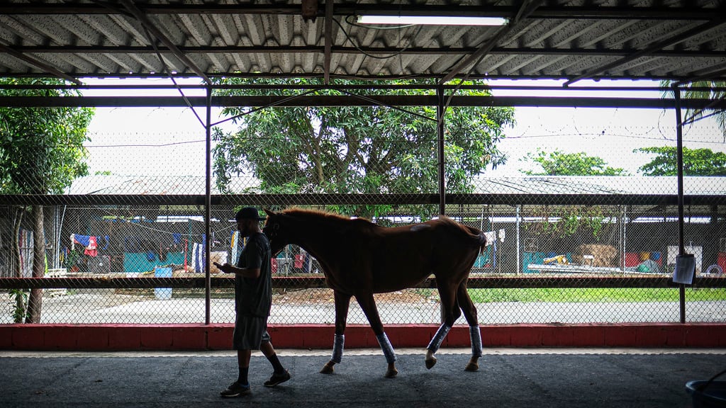Visita al area de veterinaria del hipódromo Camareno en Canovanas, Puerto Rico el 17 de agosto del 2023.