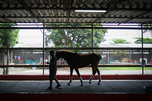 Comisión de Juegos limita el uso del ‘foete’ y prohíbe las espuelas en el deporte hípico