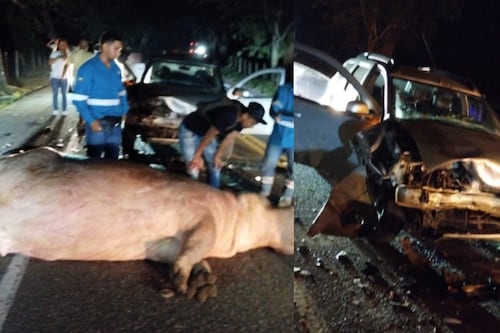 Hipopótamo de la Hacienda Nápoles terminó muerto en una vía y por poco causa una tragedia mayor
