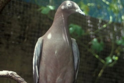 Piden designar hábitat crítico para la paloma sabanera ante riesgo de extinción