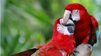 Los guacamayos robados son de color rojo.