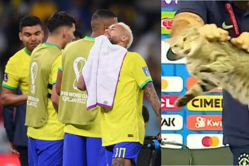 ¿Maldición del gato? El ‘michi’ de la rueda de prensa rompió las redes tras el fracaso de Brasil