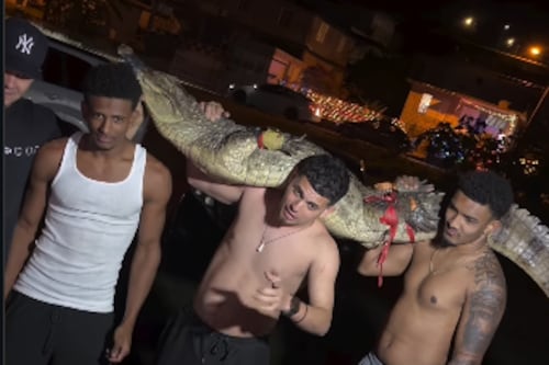 Gongo exhibe al “caimán más grande de Puerto Rico” capturado en Barceloneta