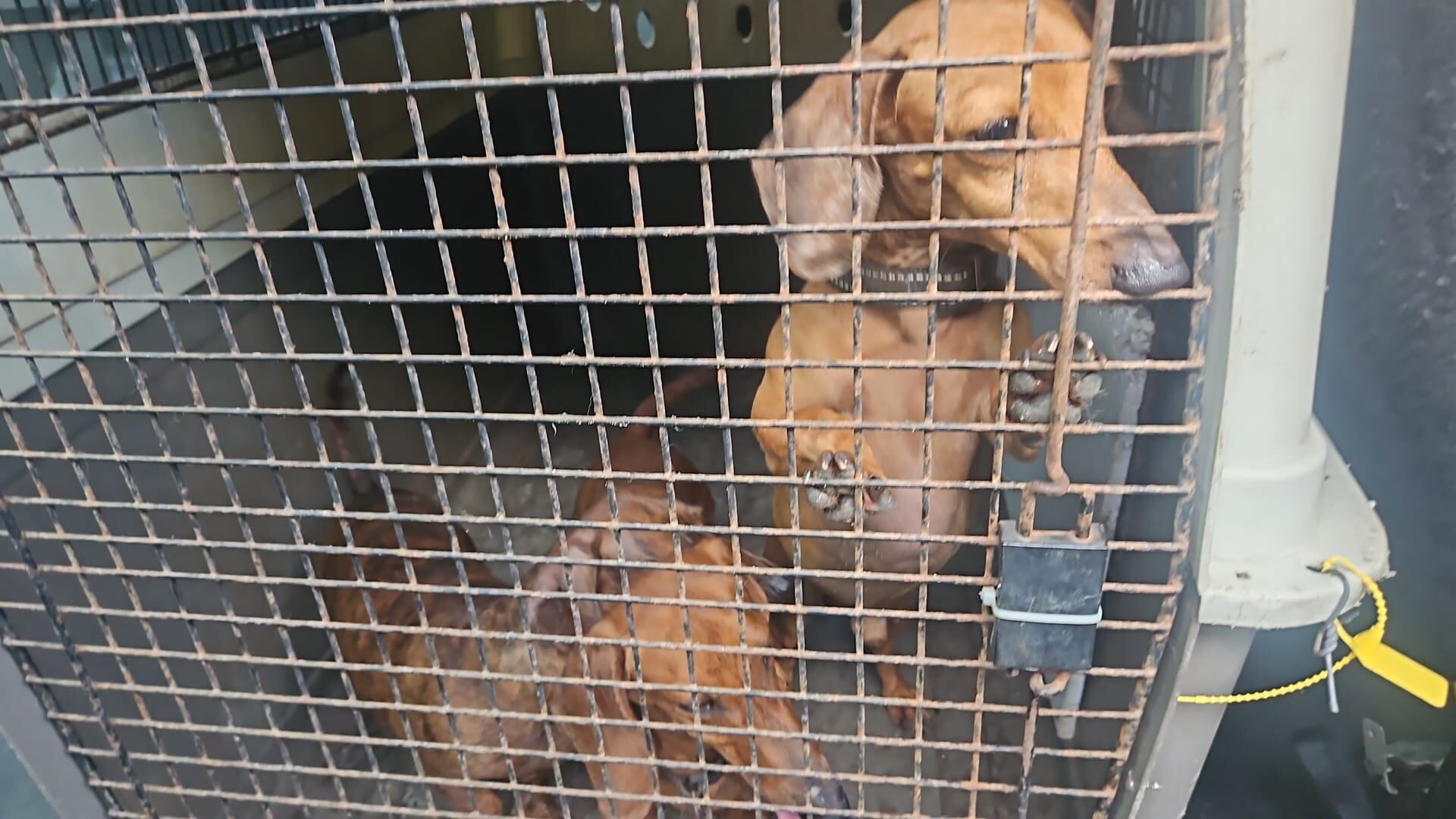 Policía rescata siete perros abandonados tras intervenciones en varios residenciales.