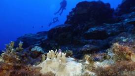 Arrecifes de coral en todo el mundo sufren blanqueamiento masivo por calentamiento de los océanos