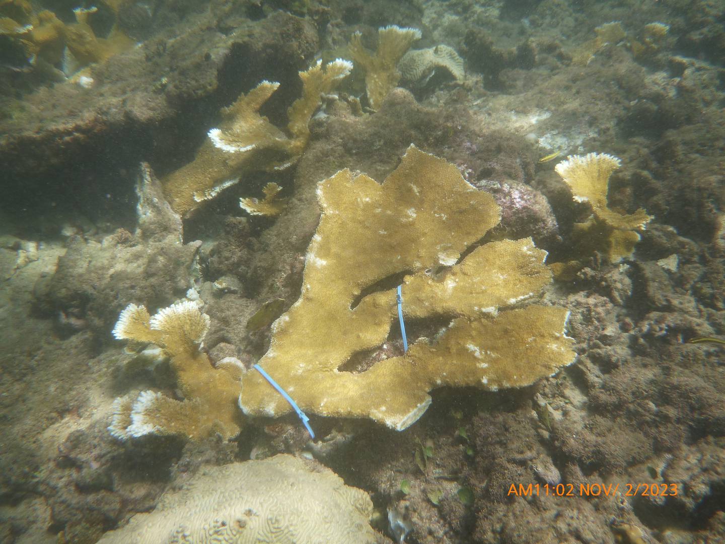VIDAS ha sembrado corales de la especie de Acropora palmata en la costa norte del país. Foto suminitradas por VIDAS